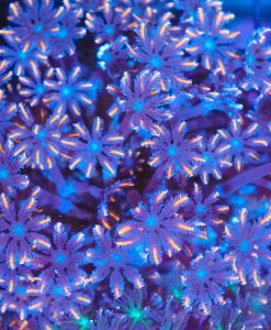 Firework Clove Polyps Large Colony
