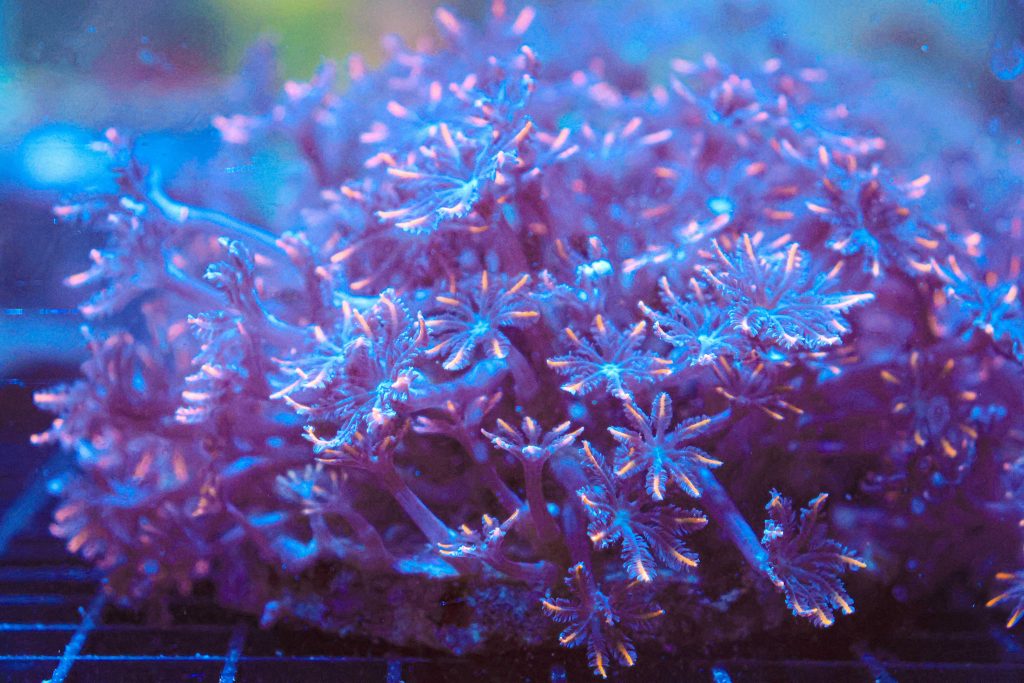 Frag Box Corals