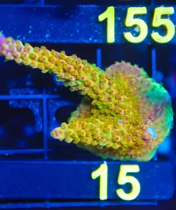 Wysiwyg Huge Reef Raft Rainbow Loom Frag [F151]