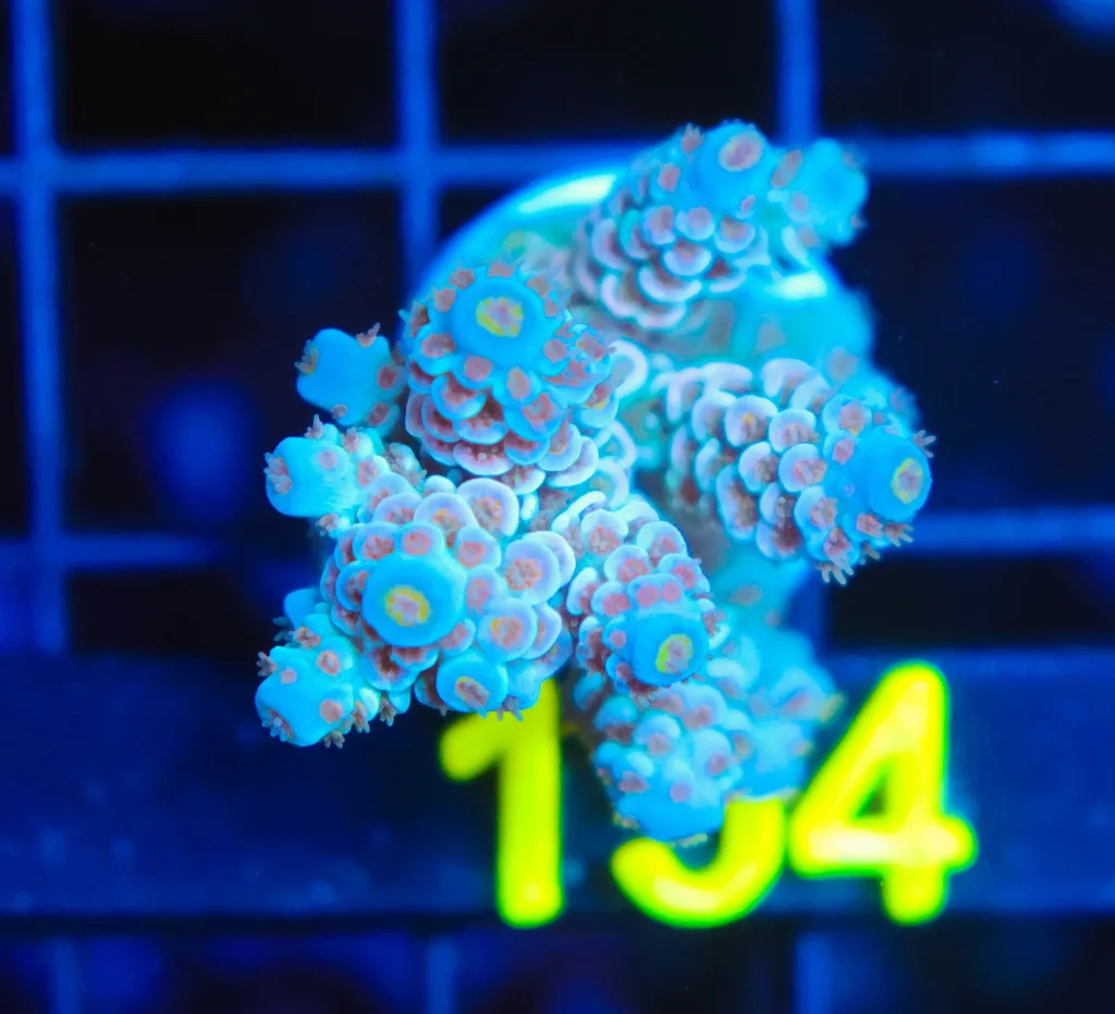 Frag Box Corals