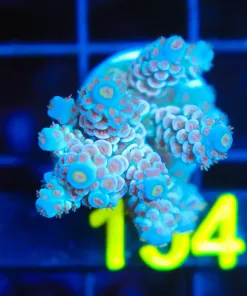 Wysiwyg Large Tenuis Frag [F154]