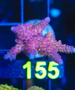 Wysiwyg Large Ragnarock Acro Frag [F155]