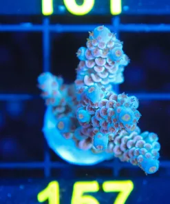 Wysiwyg Large Acropora Tenuis Frag [F157]
