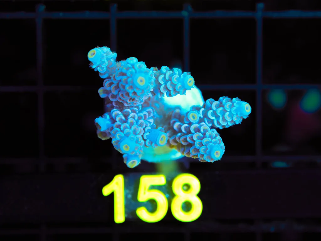 Frag Box Corals