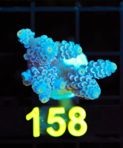Wysiwyg Large Acropora Tenuis Frag [F158]