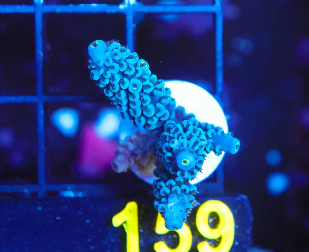Frag Box Corals