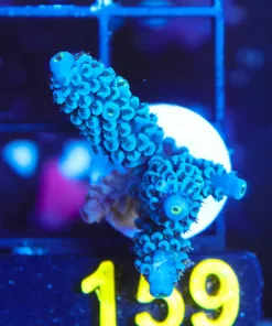 Wysiwyg Large Blue Hoeksemai Acropora Frag [F159]