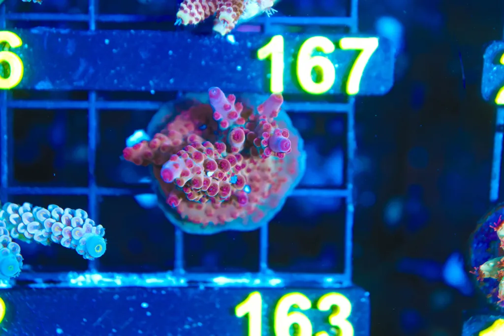 Frag Box Corals