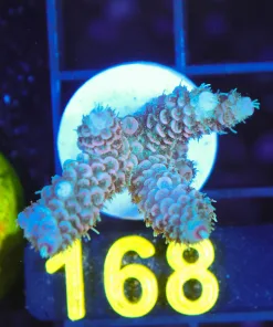 Wysiwyg Acropora Millepora Frag [F168]