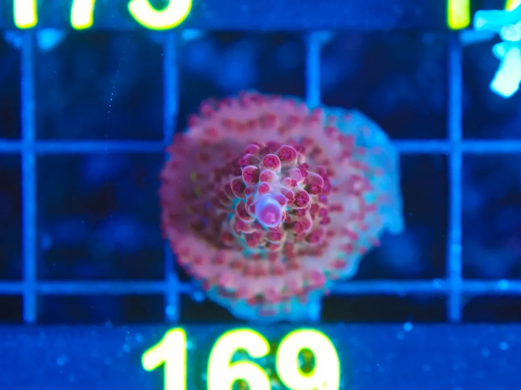 Frag Box Corals