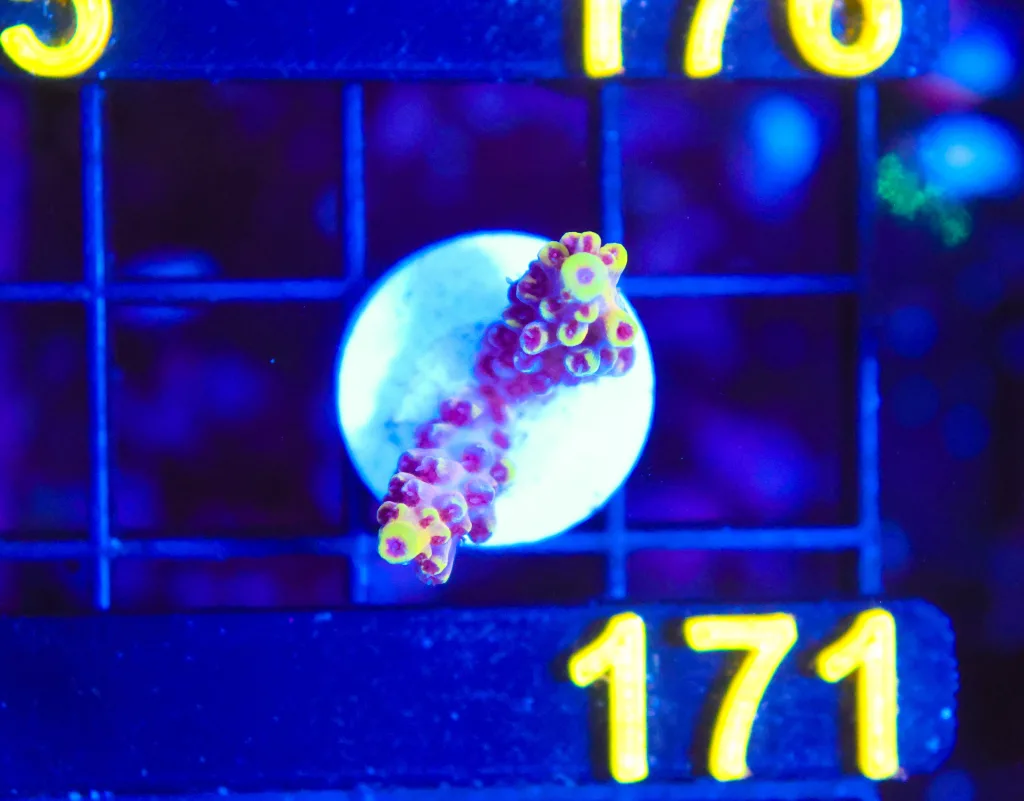 Frag Box Corals