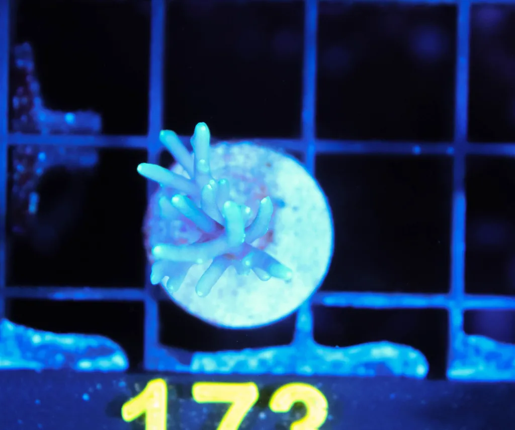 Frag Box Corals