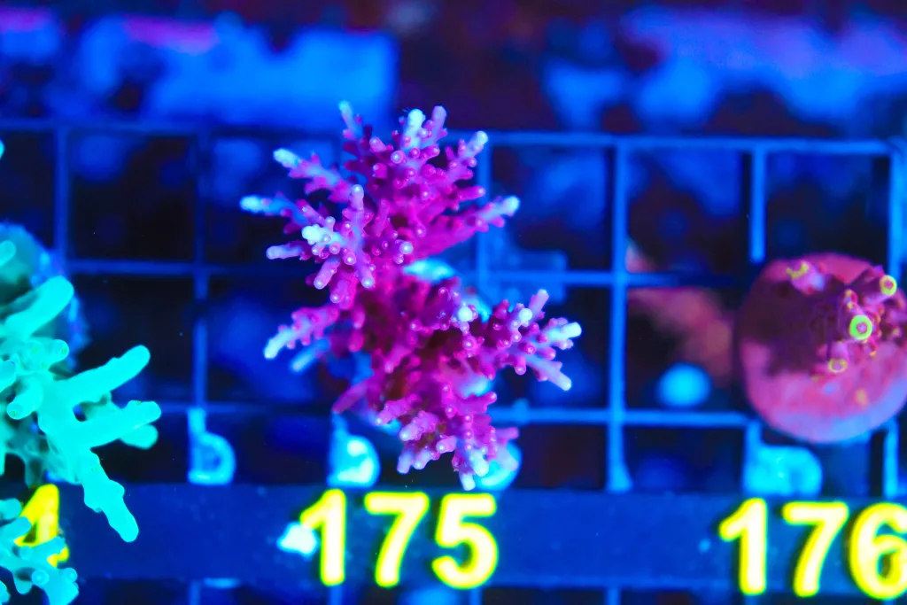 Frag Box Corals