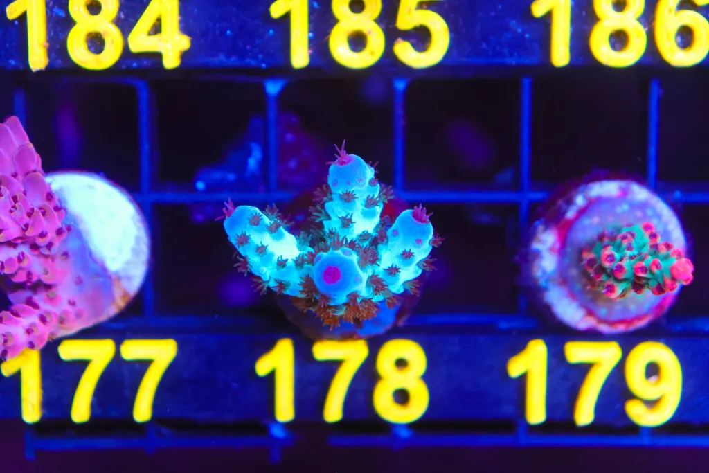 Frag Box Corals