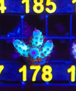 Wysiwyg Acropora Saramentosa Frag [F178]