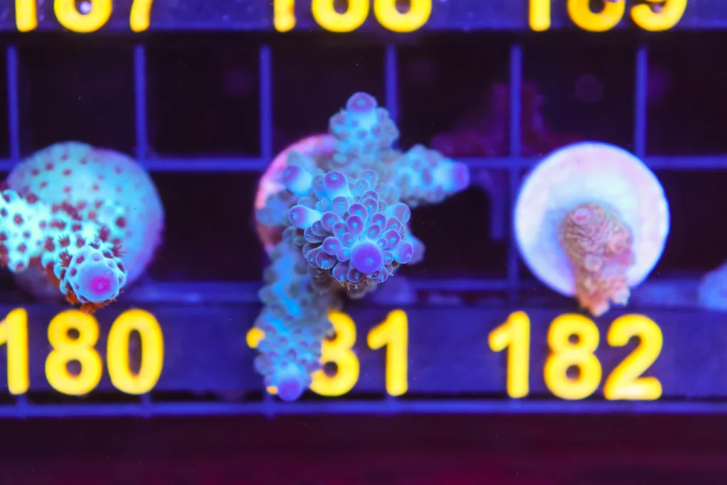 Frag Box Corals
