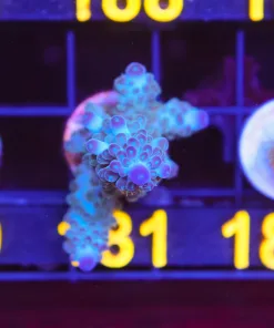 Wysiwyg Large Acropora 'Northern Lights' Frag [F181]