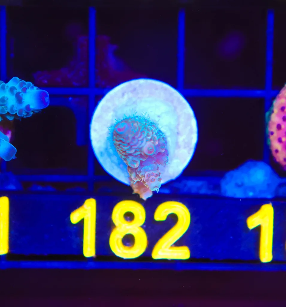 Frag Box Corals