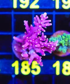 Wysiwyg Firefly Acropora Mini Colony Frag [F185] *Free Shipping Minimum $199 Livestock Spend*