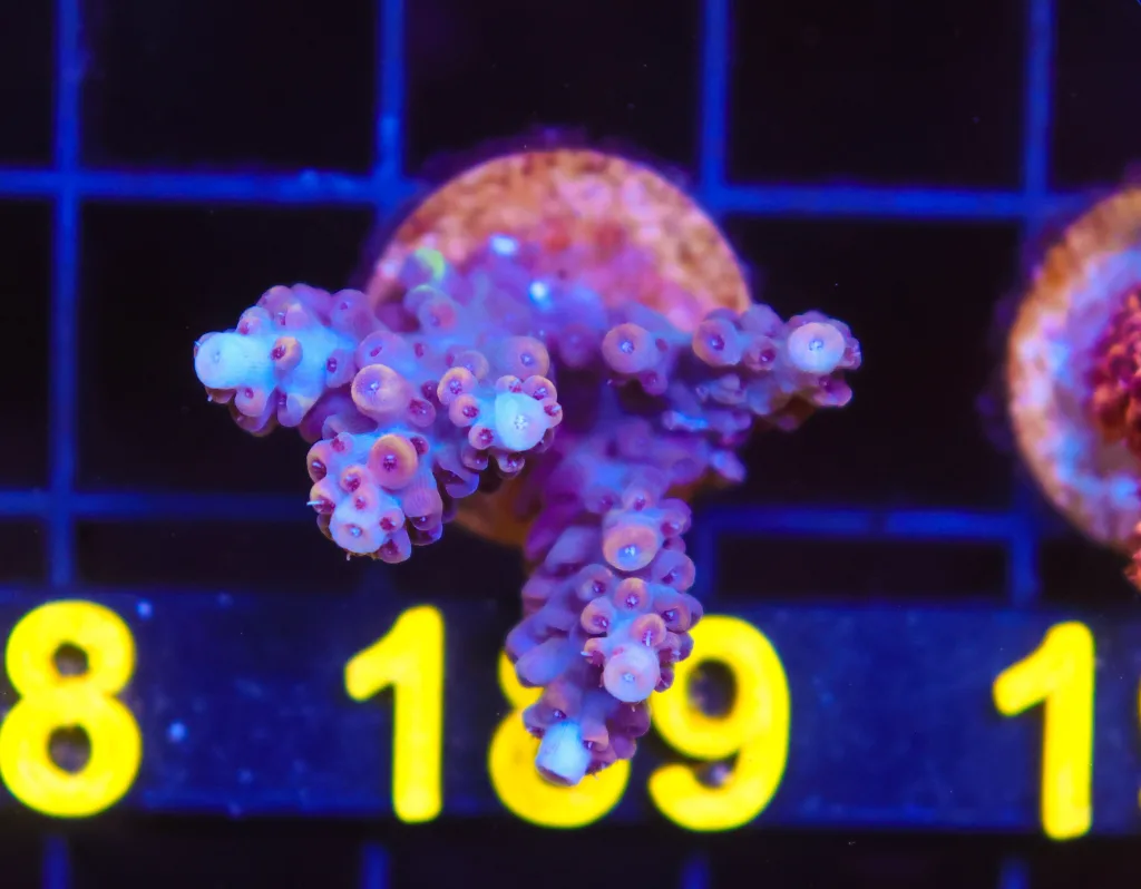 Frag Box Corals