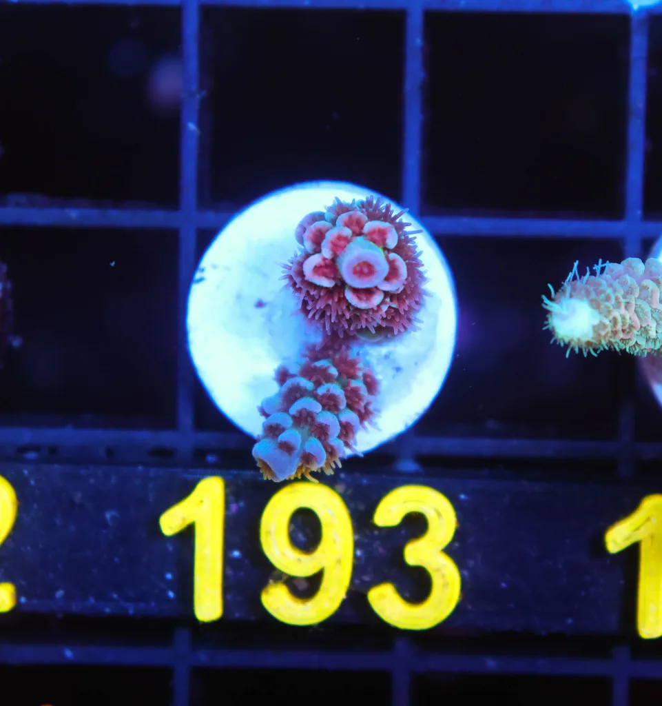 Frag Box Corals