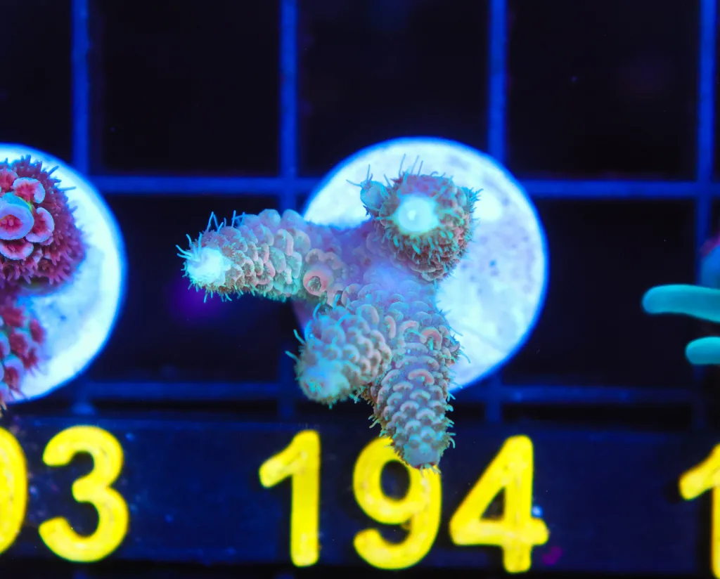Frag Box Corals