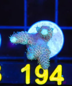 Wysiwyg Acropora Millepora Frag [F194]
