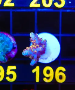 Wysiwyg Acropora Frag [F196]