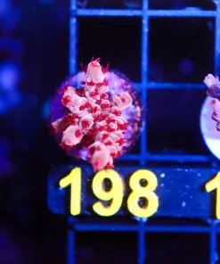 Wysiwyg Red Raspberry Acropora Frag [F198] *one of a kind*