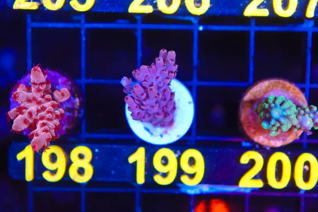 Frag Box Corals
