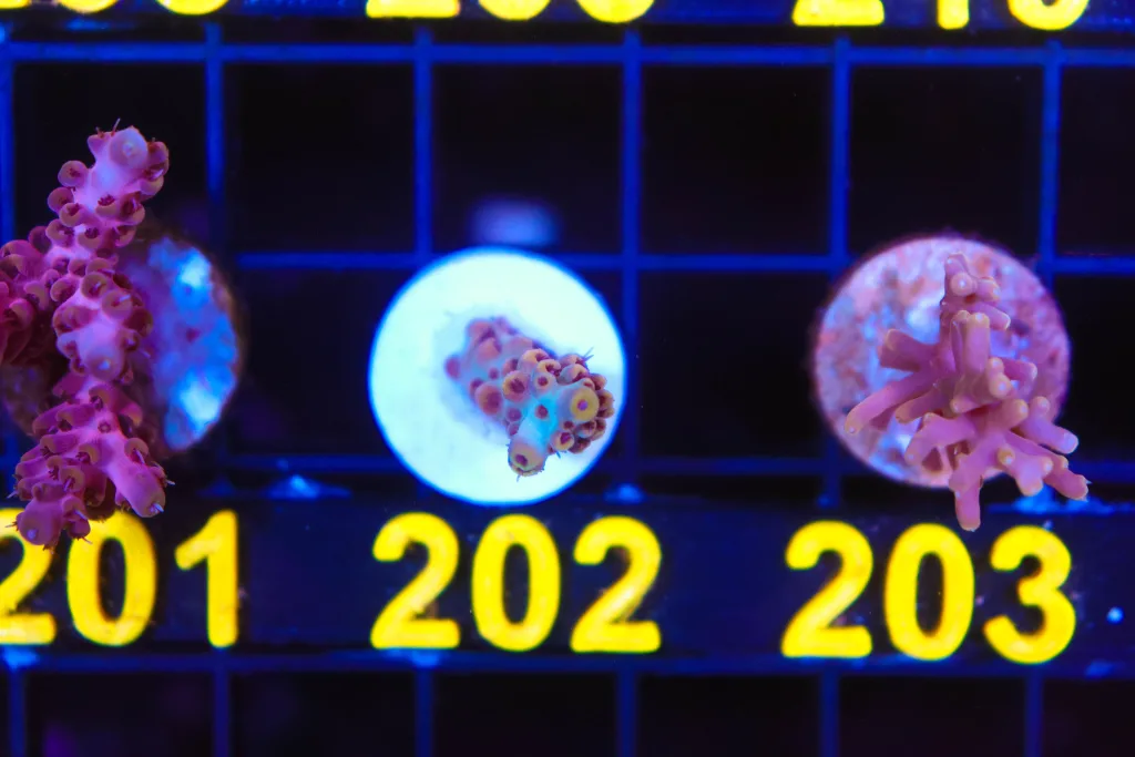 Frag Box Corals