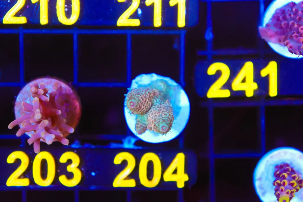 Frag Box Corals