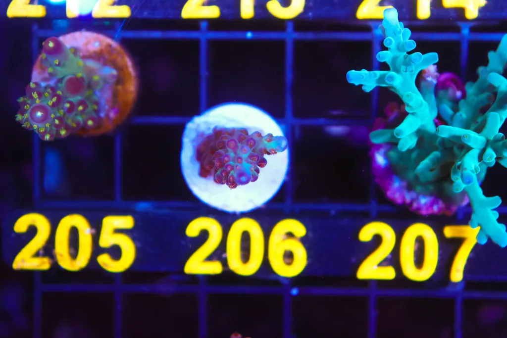 Frag Box Corals
