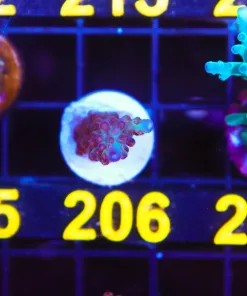 Wysiwyg Acropora Frag [F206]