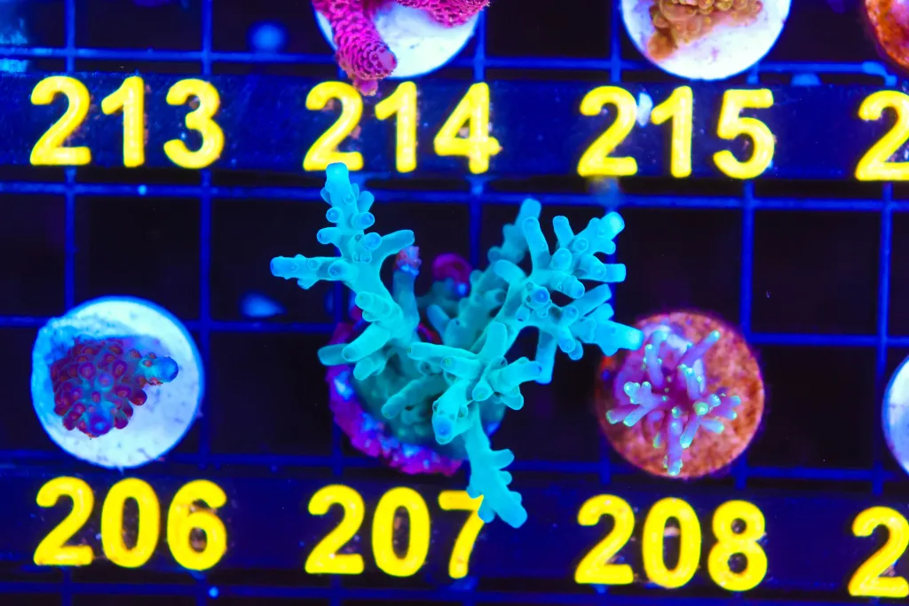 Frag Box Corals
