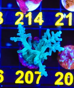 Wysiwyg ORA Hawkins Enchinata Acropora *Mini Colony* [F207]