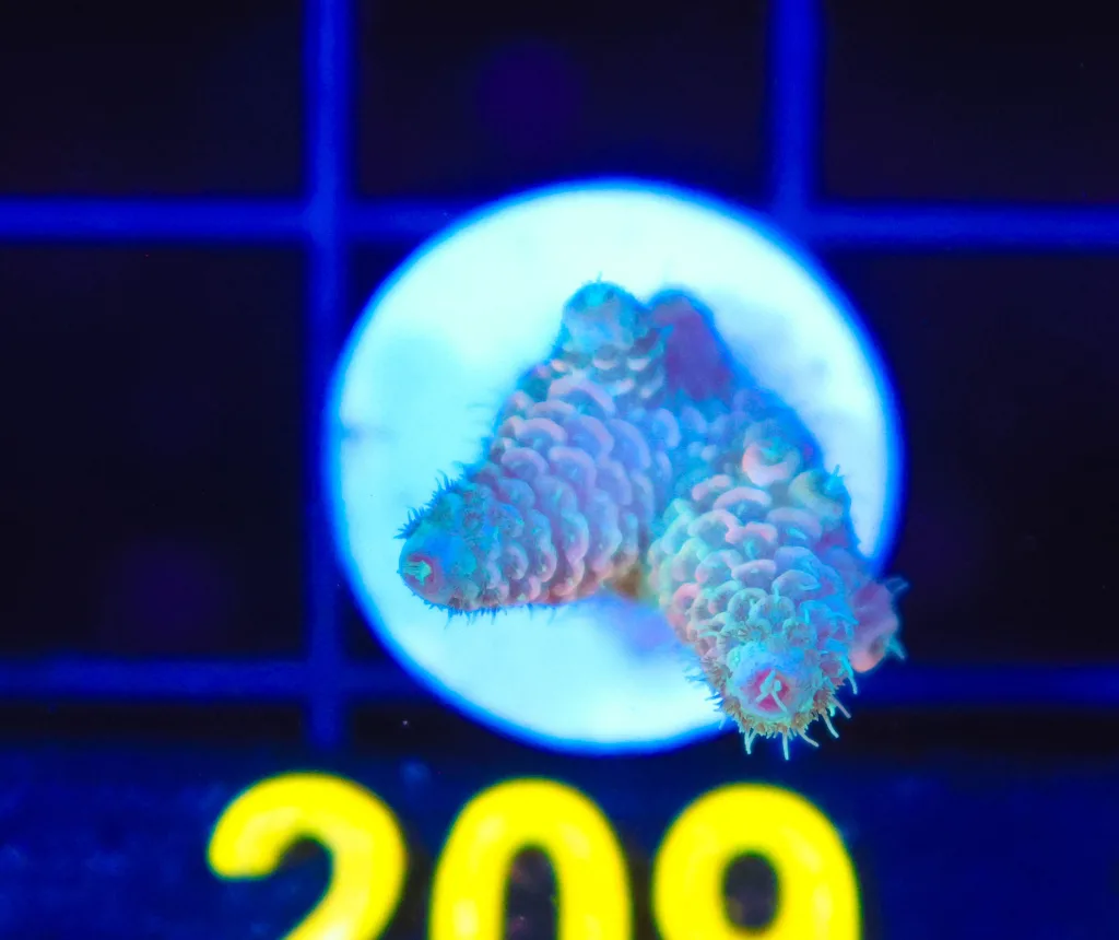 Frag Box Corals