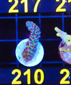 Wysiwyg Acropora Tenuis Frag [F210]