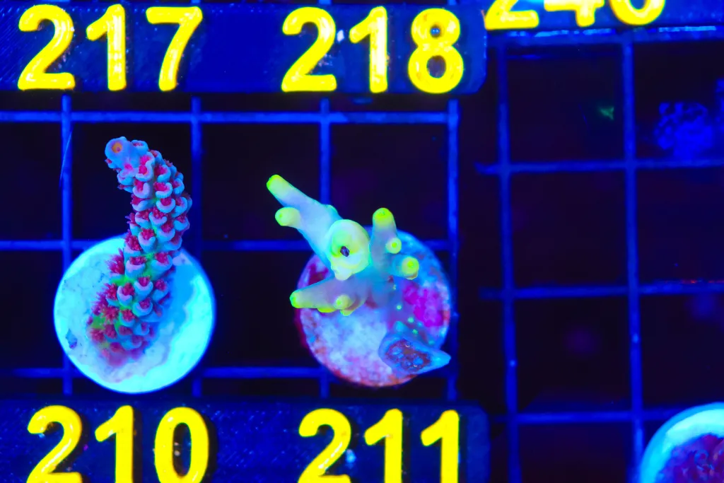Frag Box Corals