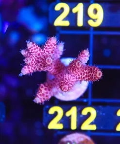 Wysiwyg Acropora Frag [F212]