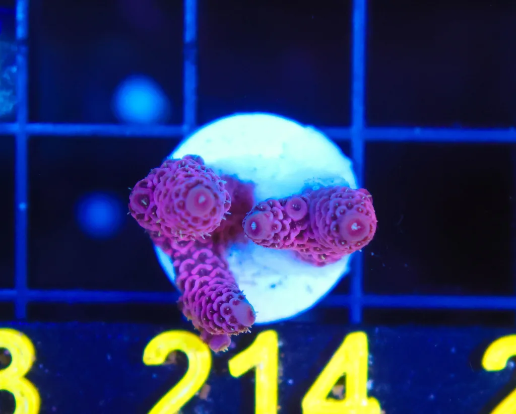 Frag Box Corals