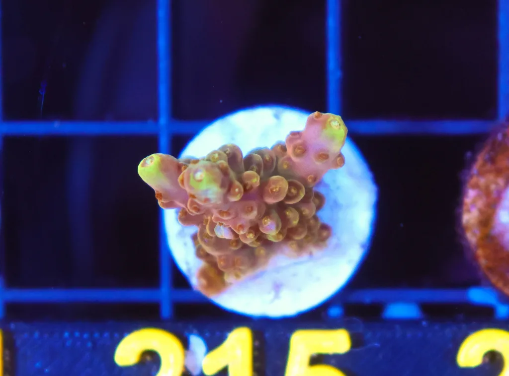 Frag Box Corals