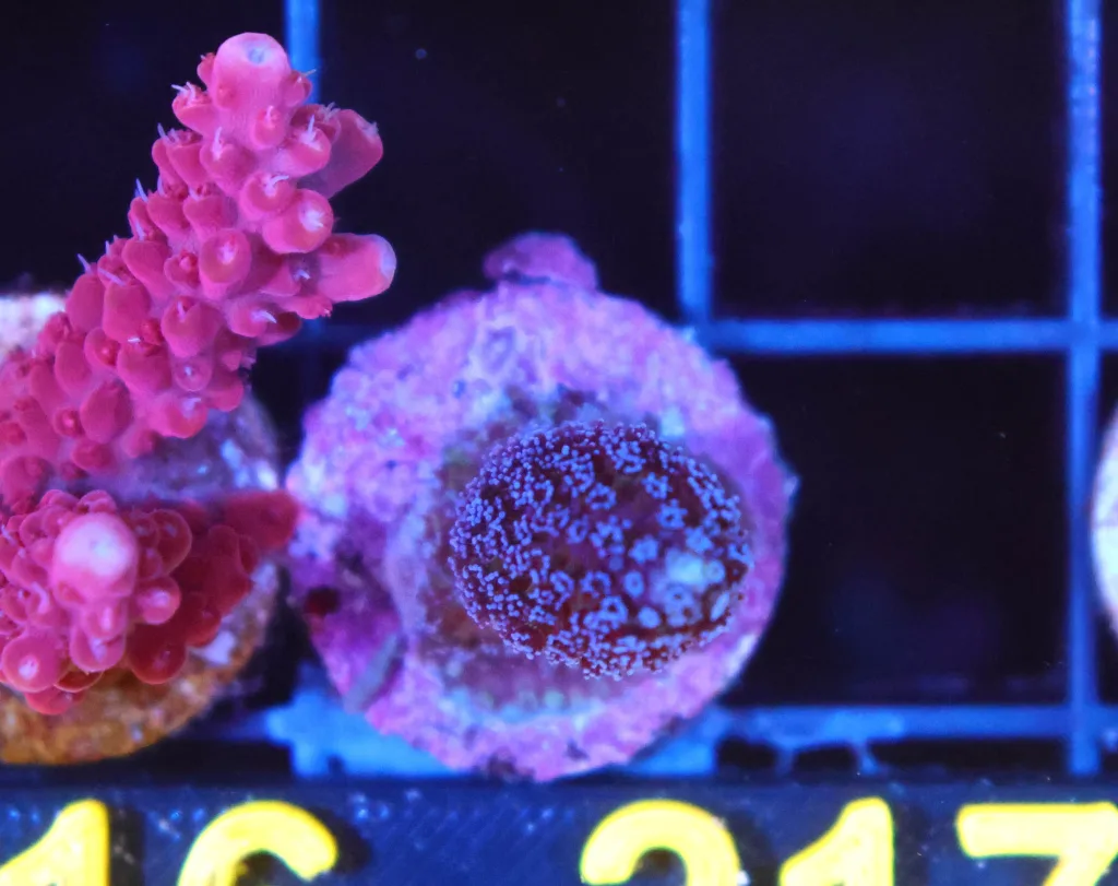 Frag Box Corals