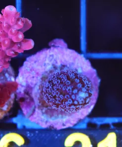 Wysiwyg Stylphora Frag [F217]