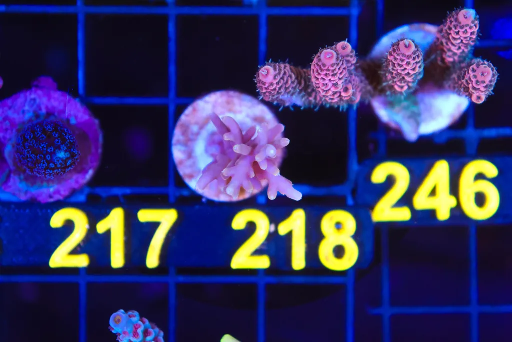 Frag Box Corals