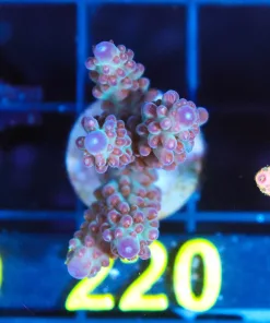 Triple Treat Acropora Frag (A39)