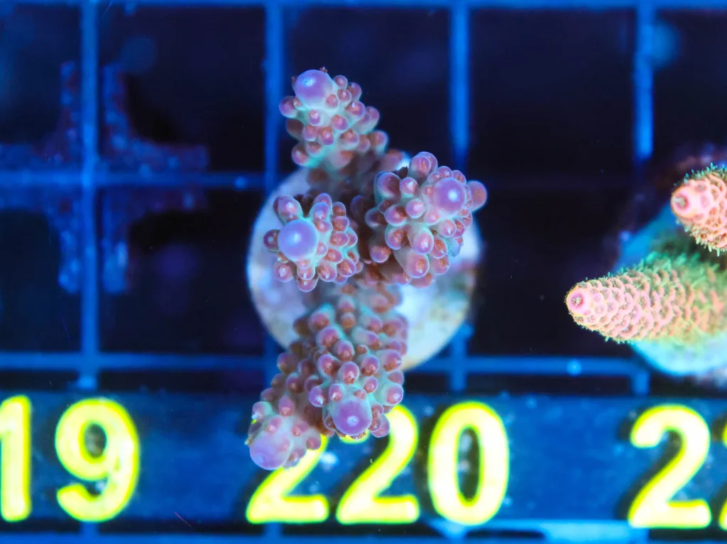 Frag Box Corals