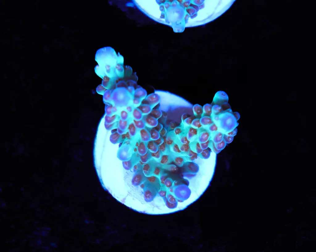 Frag Box Corals