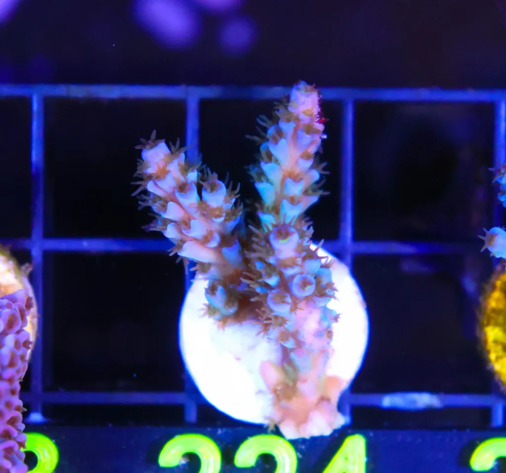 Frag Box Corals