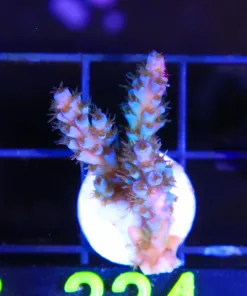 Wysiwyg Subzero Acropora Frag [F224]
